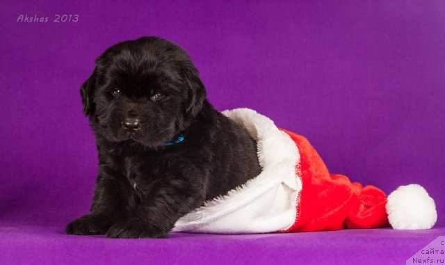 Фото: ньюфаундленд Soul of Rouz Alister (Соул оф Роуз Алистер)