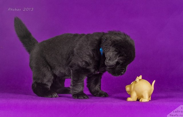 Фото: ньюфаундленд Soul of Rouz Alister (Соул оф Роуз Алистер)