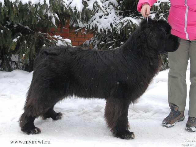 Фото: ньюфаундленд King of Helluland Over Ruled