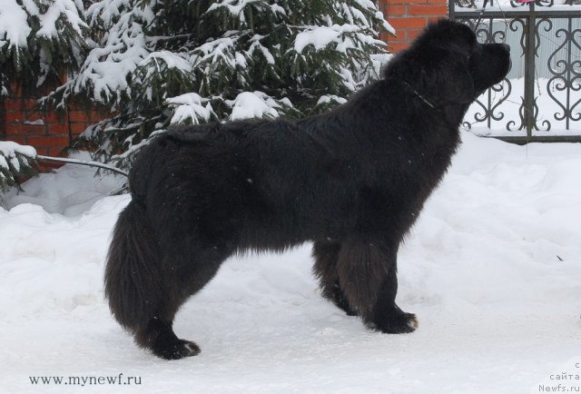 Фото: ньюфаундленд King of Helluland Over Ruled