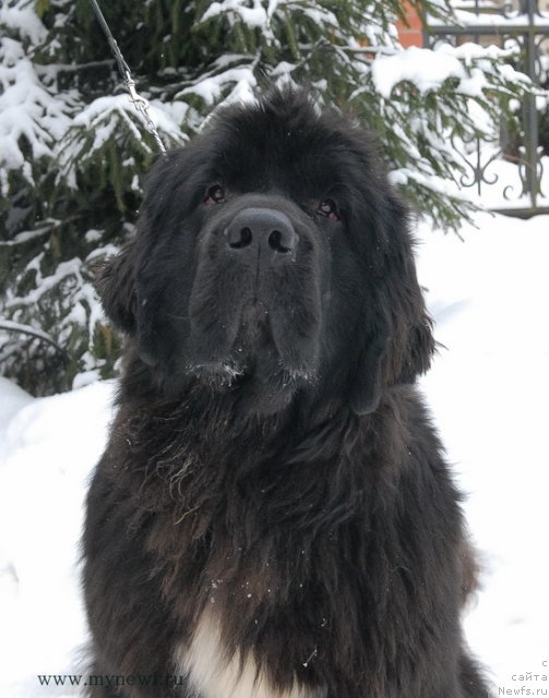 Фото: ньюфаундленд King of Helluland Over Ruled