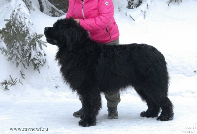 Фото: ньюфаундленд Sent Djons YEdem in may Heart (Сент Джонс Эдем ин май Хеарт)