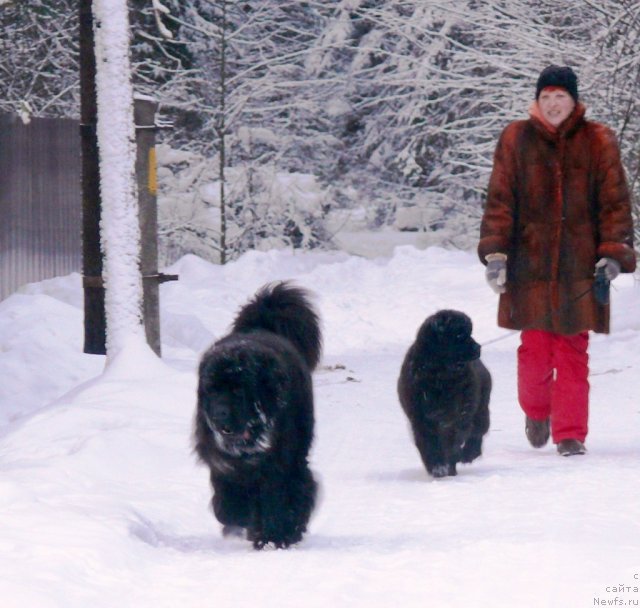 Фото: ньюфаундленд Very Fairweathers X'Got The Rhythm, ньюфаундленд Very Fairweathers Zhade, Irina Kozlovskaya (Ирина Козловская)