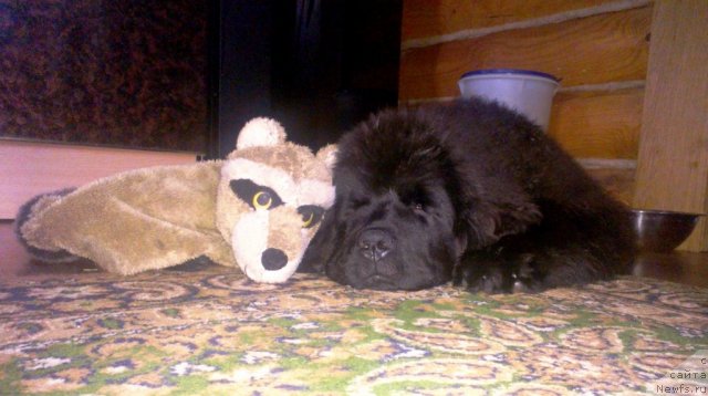 Фото: ньюфаундленд Very Fairweathers Zhade