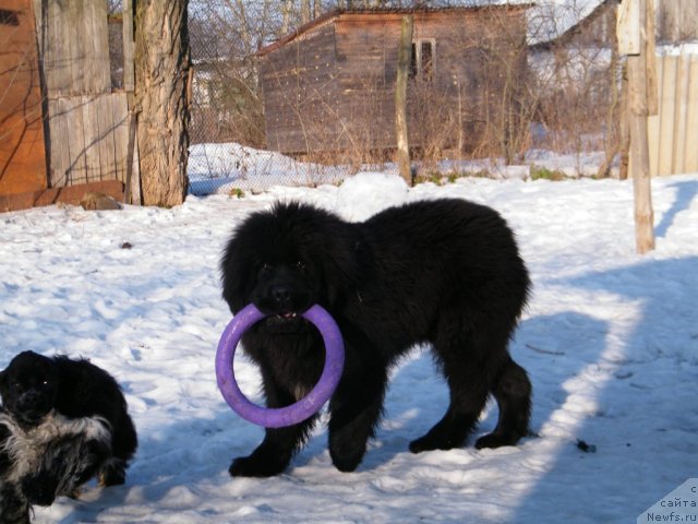 Фото: ньюфаундленд Аlpha Tauri Dinastiya Soverchenstva (Альфа Таури Династия Совершенства), ньюфаундленд Аlpha Tauri Dinastiya Soverchenstva (Альфа Таури Династия Совершенства)