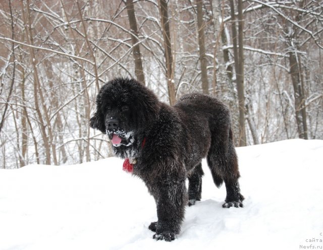 Фото: ньюфаундленд As True for Beguschaya po Volnam Dinastiya Soverchenstva (Аз Труэ Бегущая по Волнам Династия Совершенства)