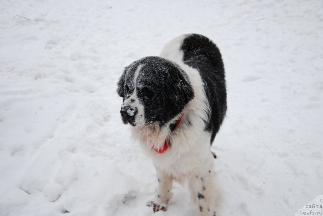 Фотография № 114444