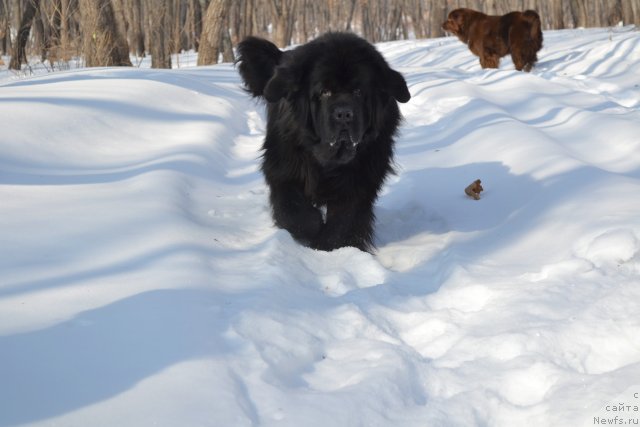 Фото: ньюфаундленд Super Premium Ameliya YEkshen (Супер Премиум Амелия Экшен)