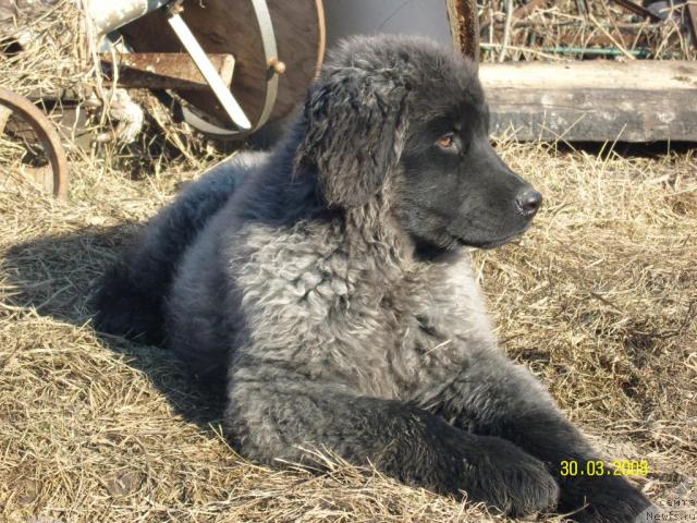 Фото: Vladimir Dmitriev (Владимир Дмитриев)