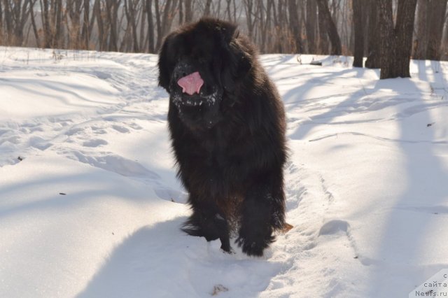 Фото: ньюфаундленд Super Premium Ameliya YEkshen (Супер Премиум Амелия Экшен)