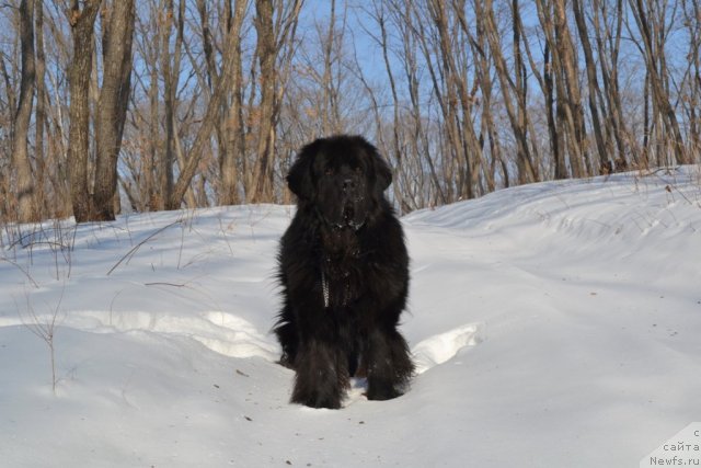 Фото: ньюфаундленд Veridan Zvezdnyiy Put' (Веридан Звездный Путь)