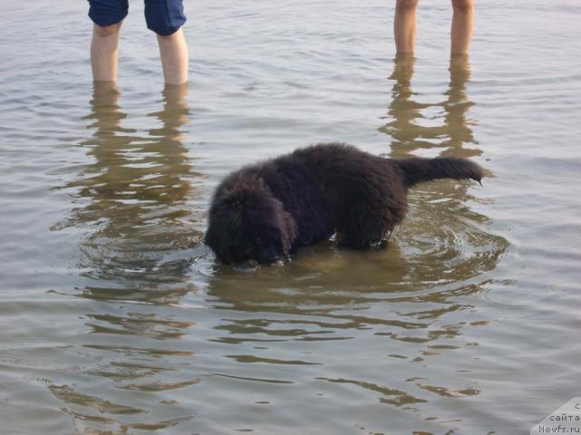 Фото: ньюфаундленд Ryabinushka ot Sibirskogo Medvedya (Рябинушка от Сибирского Медведя)