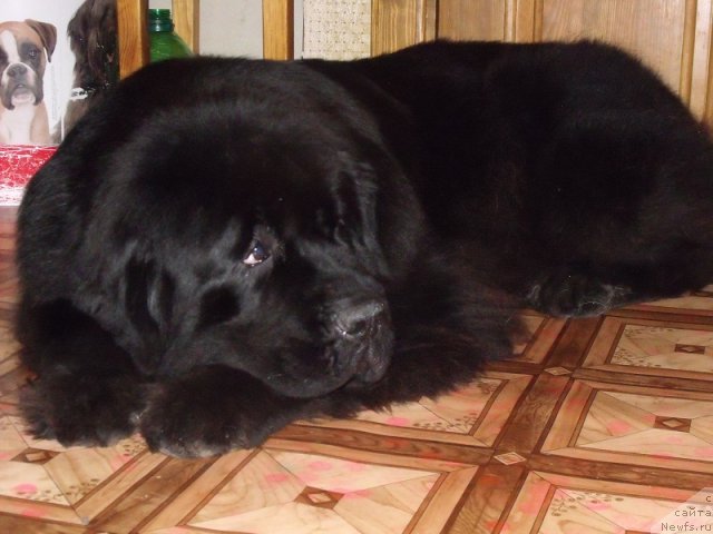 Фото: ньюфаундленд Grand Byebi Ariadna (Гранд Бэби Ариадна)