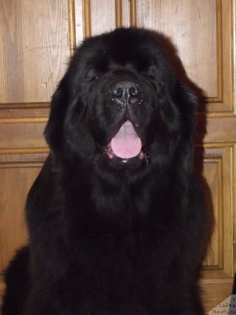 Фото: ньюфаундленд Grand Byebi Ariadna (Гранд Бэби Ариадна)