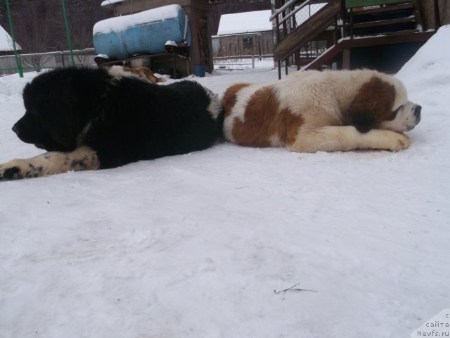 Фото: ньюфаундленд Izyaschnaya Galateya (Изящная Галатея)