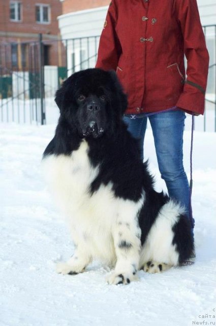 Фотография № 114481