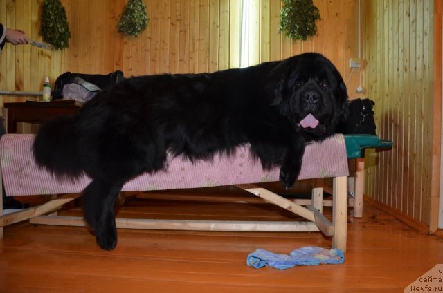 Фото: ньюфаундленд Znay Nashih iz Antagrada (Знай Наших из Антаграда)