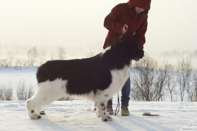 Фото: ньюфаундленд Eros Faundland