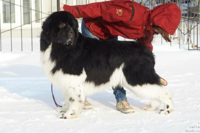 Фото: ньюфаундленд Eros Faundland