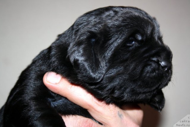 Фото: сын, ньюфаундленд Super Premium Jani Monik (Супер Премиум Жани Моник), ньюфаундленд Very Fairweathers X'Got The Rhythm