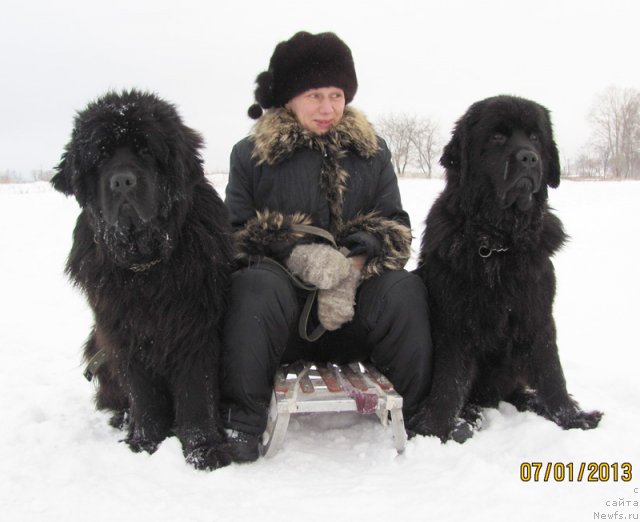 Фото: ньюфаундленд Beguschaya po Volnam Vyisshaya Liga (Бегущая по Волнам Высшая Лига), Elena Istomina (Елена Истомина), ньюфаундленд Beguschaya po Volnam Carica Savskaya (Бегущая по Волнам Царица Савская)