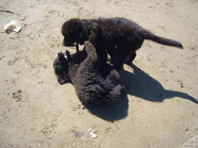 Фото: ньюфаундленд Ryabinushka ot Sibirskogo Medvedya (Рябинушка от Сибирского Медведя)