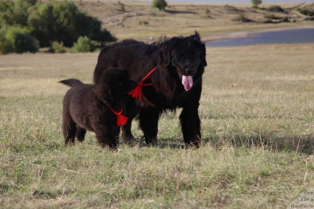 Фото: ньюфаундленд Sekret Uspeha Kara Deniz (Секрет Успеха Кара Дениз), ньюфаундленд Zvezda Plenitel'nogo Schast'ya (Звезда Пленительного Счастья)