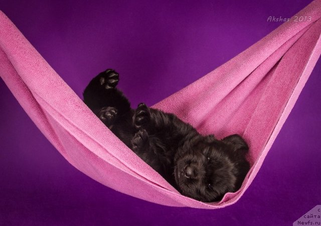 Фото: ньюфаундленд Soul of Rouz Azura (Соул оф Роуз Азура)