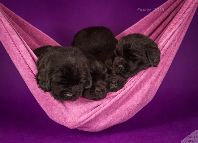 Фото: ньюфаундленд Soul of Rouz Alister (Соул оф Роуз Алистер), ньюфаундленд Soul of Rouz Arlin (Соул оф Роуз Арлин), ньюфаундленд Soul of Rouz Azura (Соул оф Роуз Азура), ньюфаундленд Soul of Rouz Assia (Соул оф Роуз Ассиа)