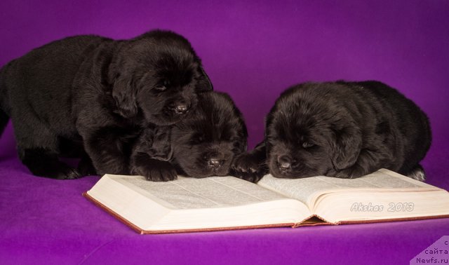 Фото: ньюфаундленд Soul of Rouz Azura (Соул оф Роуз Азура), ньюфаундленд Soul of Rouz Assia (Соул оф Роуз Ассиа), ньюфаундленд Soul of Rouz Arlin (Соул оф Роуз Арлин)