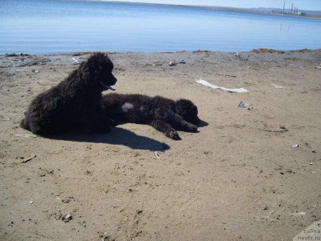 Фото: ньюфаундленд Ryabinushka ot Sibirskogo Medvedya (Рябинушка от Сибирского Медведя)