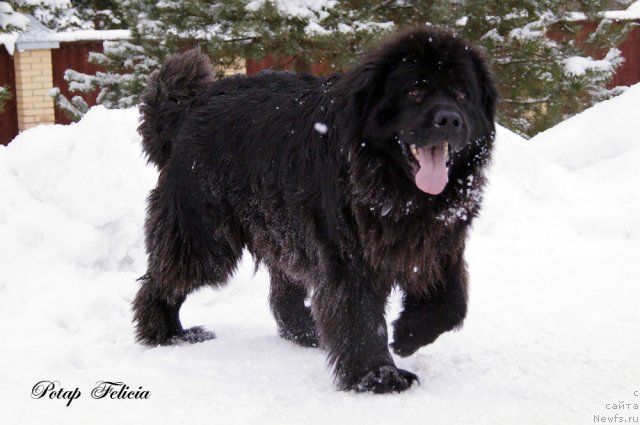 Фото: ньюфаундленд Potap Felicia (Потап Фелиция)