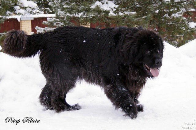 Фото: ньюфаундленд Potap Felicia (Потап Фелиция)