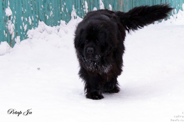Фото: ньюфаундленд Potap YA (Потап Я)