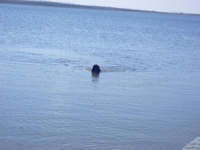 Фото: ньюфаундленд Ryabinushka ot Sibirskogo Medvedya (Рябинушка от Сибирского Медведя)