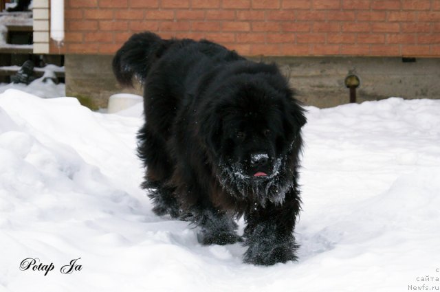 Фото: ньюфаундленд Potap YA (Потап Я)