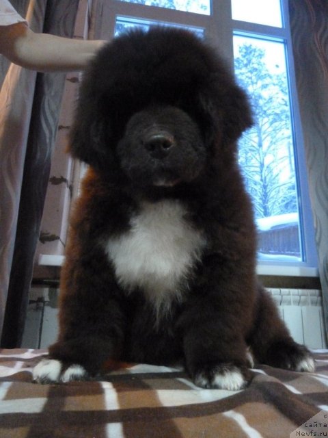 Фото: ньюфаундленд Edenbrooks Beautiful Beyond All Others