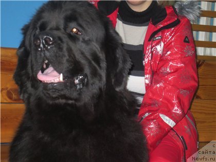 Фото: ньюфаундленд Fiamettahauz Nusakan (Фиаметтахауз Нусакан)