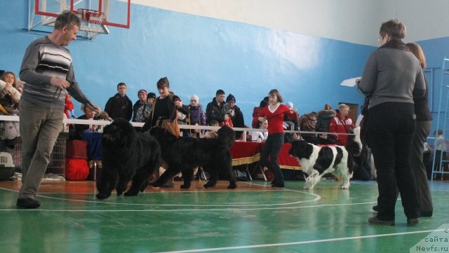 Фото: ньюфаундленд Super Premium Lya Mezon (Супер Премиум Ля Мезон), ньюфаундленд Fiamettahauz Nusakan (Фиаметтахауз Нусакан), ньюфаундленд Okeanskaya Volna iz Tihogo Omuta (Океанская Волна из Тихого Омута)