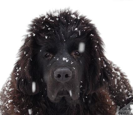 Фото: ньюфаундленд Sent Djons Orfey (Сент Джонс Орфей)