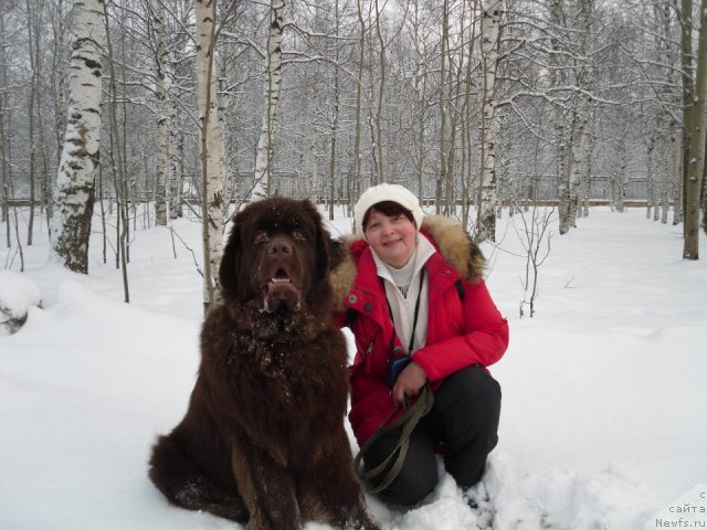 Фото: ньюфаундленд Horunzhy s Berega Dona (Хорунжий с Берега Дона)