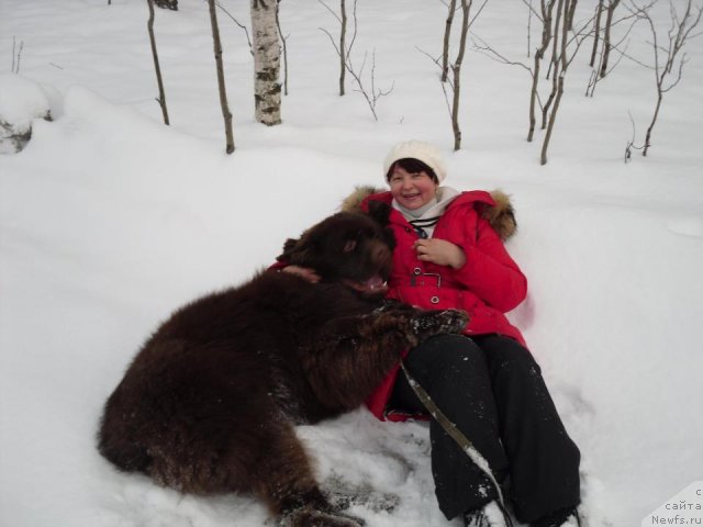 Фото: ньюфаундленд Horunzhy s Berega Dona (Хорунжий с Берега Дона)