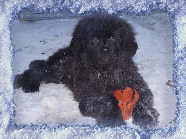 Фото: ньюфаундленд Pitern'yuf CHabot Armagnak (Питерньюф Чабот Армагнак)