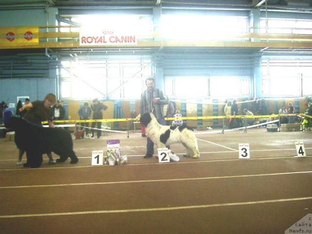 Фото: ньюфаундленд Super Bizon Baton (Супер Бизон Батон)