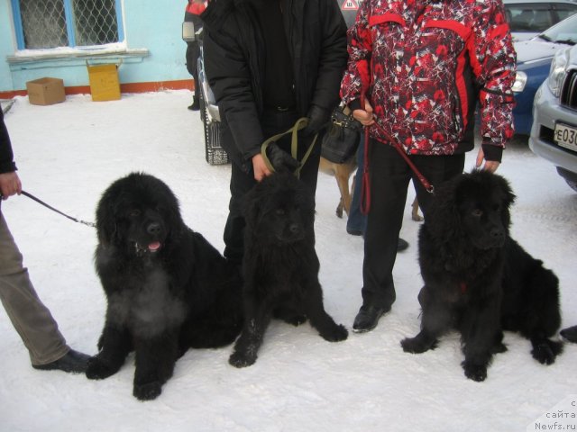 Фото: ньюфаундленд My Fulgido Stella (Май Фульджидо Стелла)