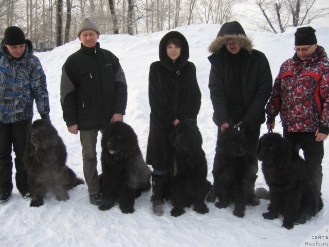 Фото: ньюфаундленд My Fulgido Stella (Май Фульджидо Стелла)