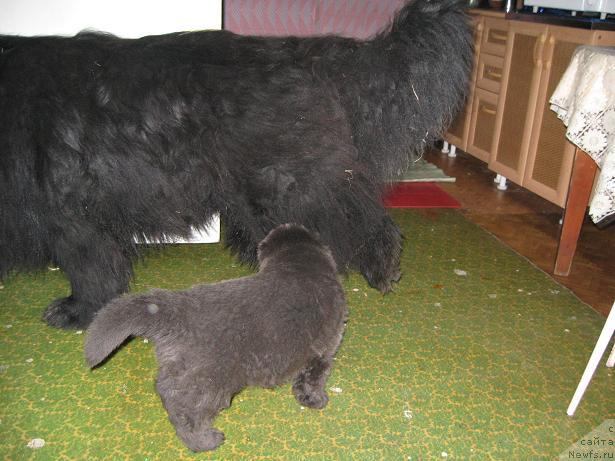 Фотография № 11460