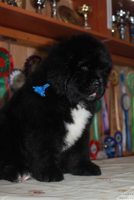 Фото: ньюфаундленд Dark Pride Van Laack (Дак Прайд Ван Лак)