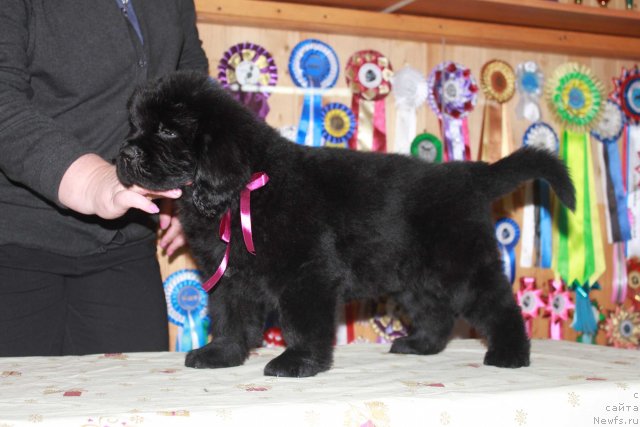 Фото: ньюфаундленд Dark Pride Valentino (Дак Прайд Валентино)