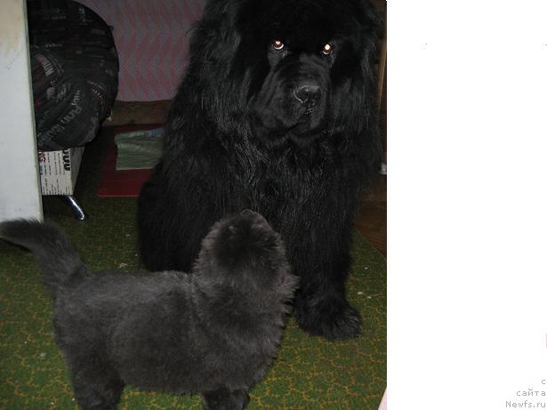 Фото: Южный Шарм из Медвежьего яра и Захар из Медвежьего яра